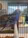 Budgerigar