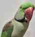 Alexandrine