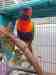 Lory / Lorikeet