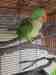 Alexandrine