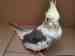 Cockatiel