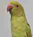 Indian Ringneck Parakeet