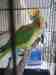 Alexandrine