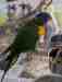 Lory / Lorikeet