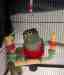 Conure