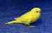Budgerigar
