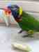 Lory / Lorikeet