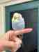 Budgerigar