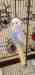 Budgerigar