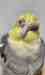 Cockatiel