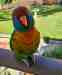 Lory / Lorikeet