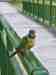 Conure