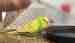 Budgerigar
