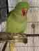 Alexandrine