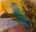 Lovebird