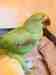 Alexandrine