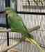Alexandrine