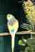 Budgerigar