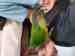 Conure
