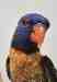 Lory / Lorikeet