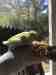 Budgerigar