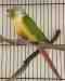 Conure