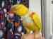 Lory / Lorikeet