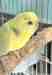 Budgerigar