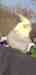 Cockatiel