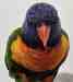 Lory / Lorikeet