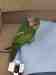 Mustached / Moustached Parakeet