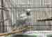 Indian Ringneck Parakeet
