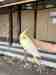Cockatiel