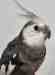 Cockatiel