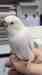 Budgerigar