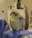 Cockatiel
