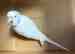 Budgerigar