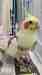 Cockatiel