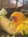 Conure