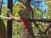 Conure