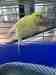 Budgerigar