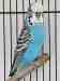Budgerigar