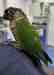 Conure