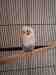 Budgerigar