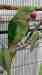 Alexandrine