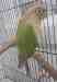 Conure