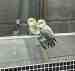 Lovebird