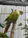 Conure