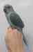 Indian Ringneck Parakeet