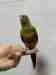 Conure